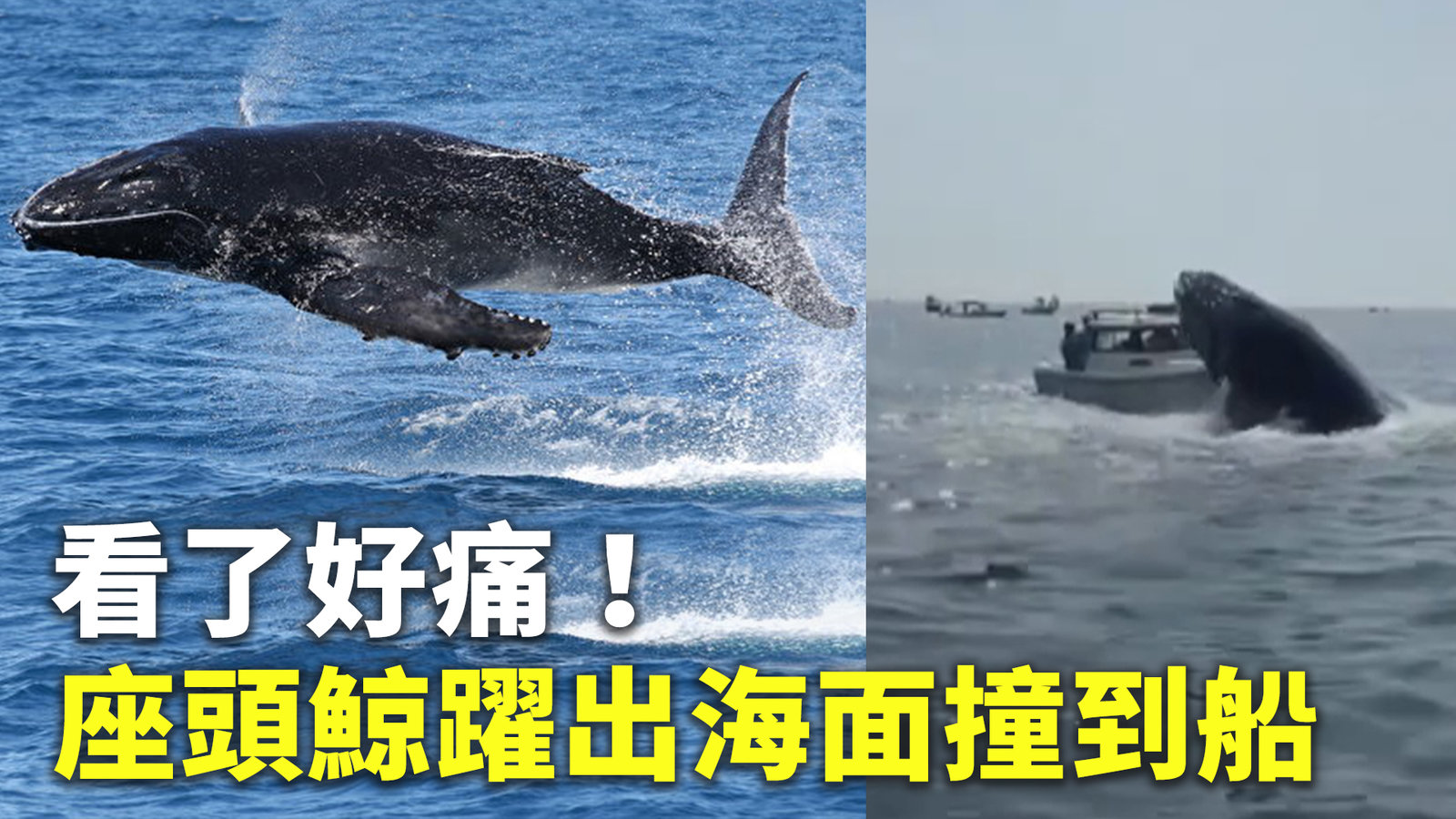 看了好痛!座頭鯨躍出海面撞到船