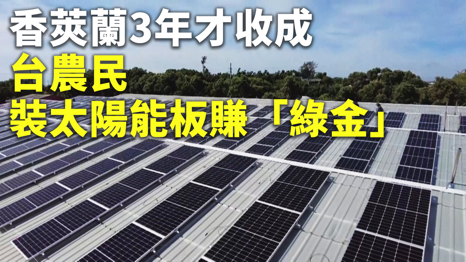 香莢蘭3年才收成 台農民裝太陽能板賺「綠金」