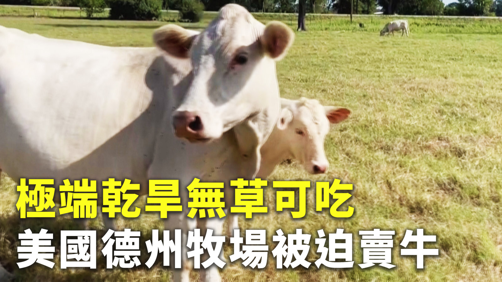 極端乾旱無草可吃 美國德州牧場被迫賣牛