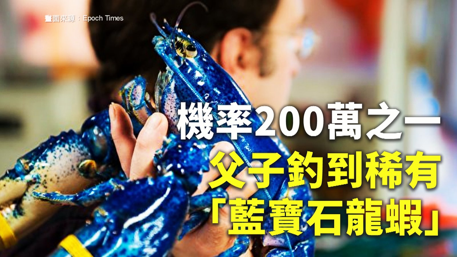 機率200萬之一 父子釣到稀有「藍寶石龍蝦」