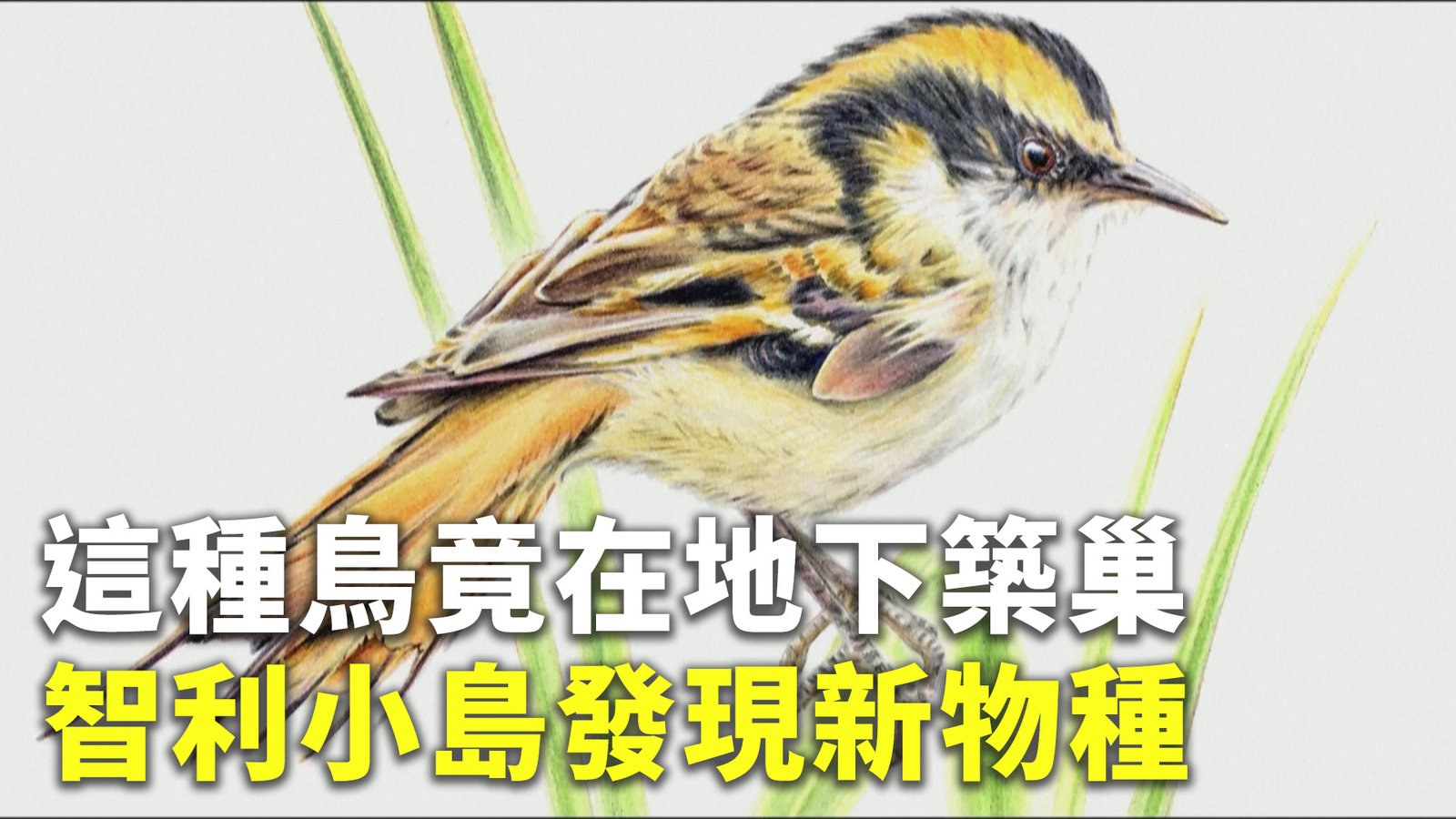 這種鳥竟在地下築巢 智利小島發現新物種