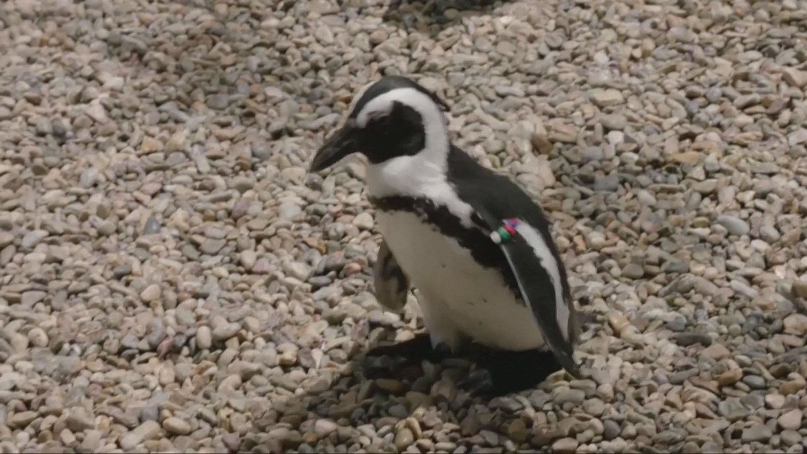 穿矯正鞋助患病小企鵝 恢復正常走路