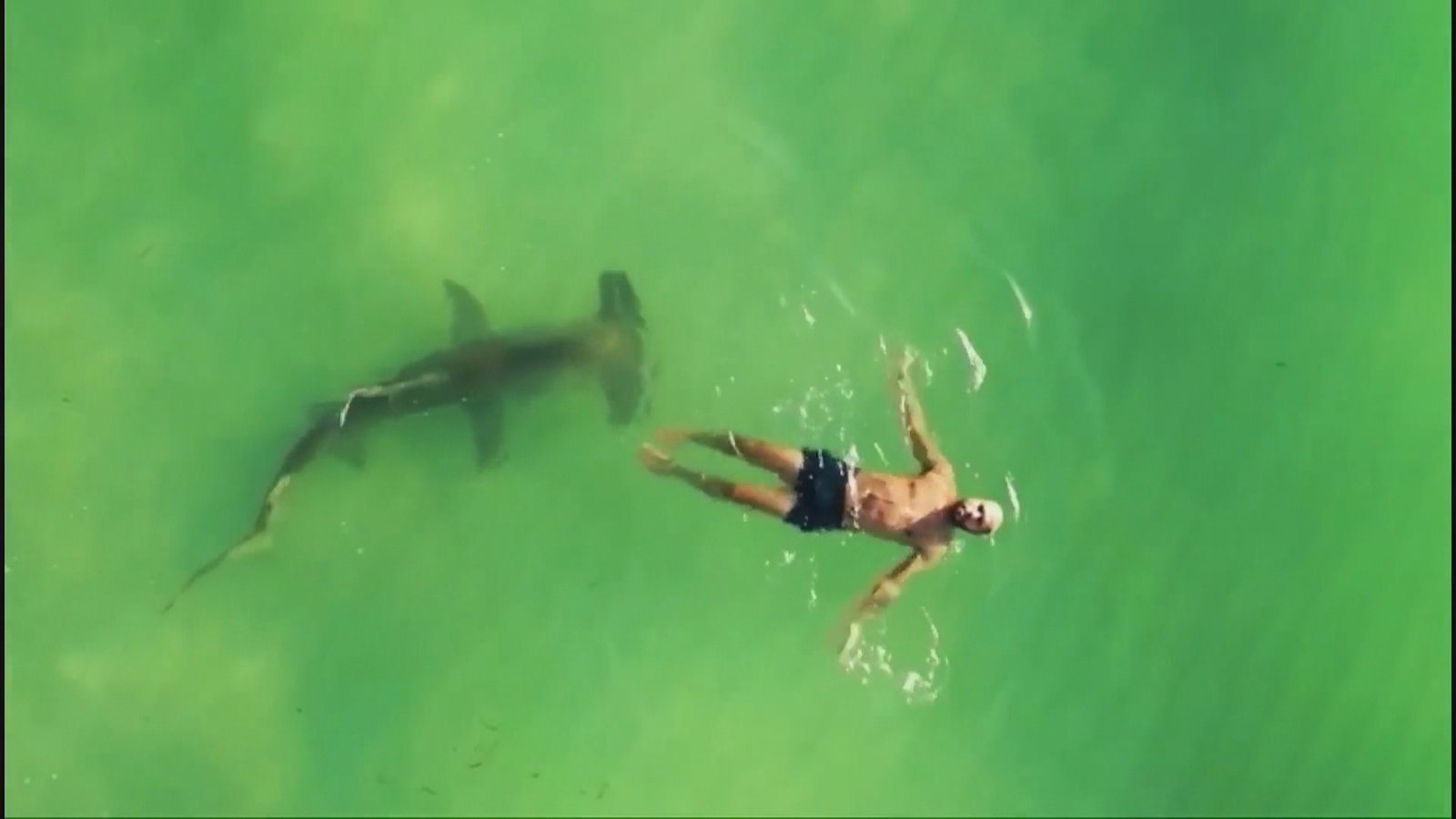 小心!新研究表明:鯊魚愛出沒城市沙灘