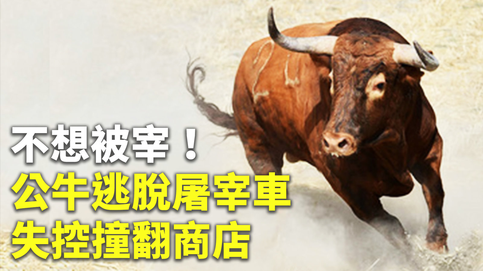 不想被宰!公牛逃脫屠宰車 失控撞翻商店