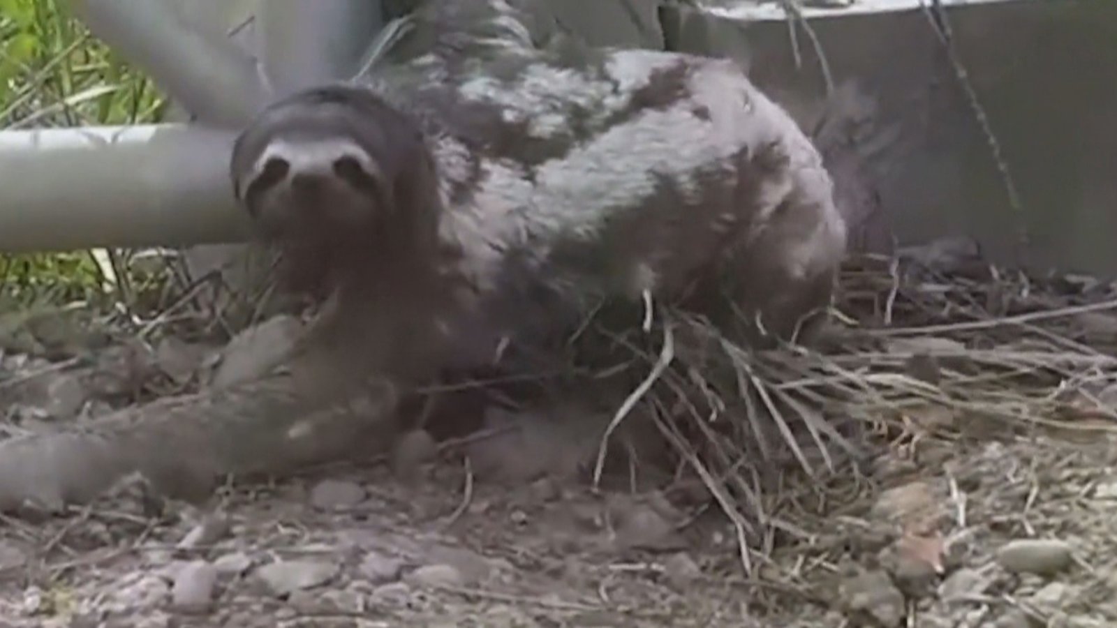 母子連心 玻利維亞樹懶媽媽聞聲尋子