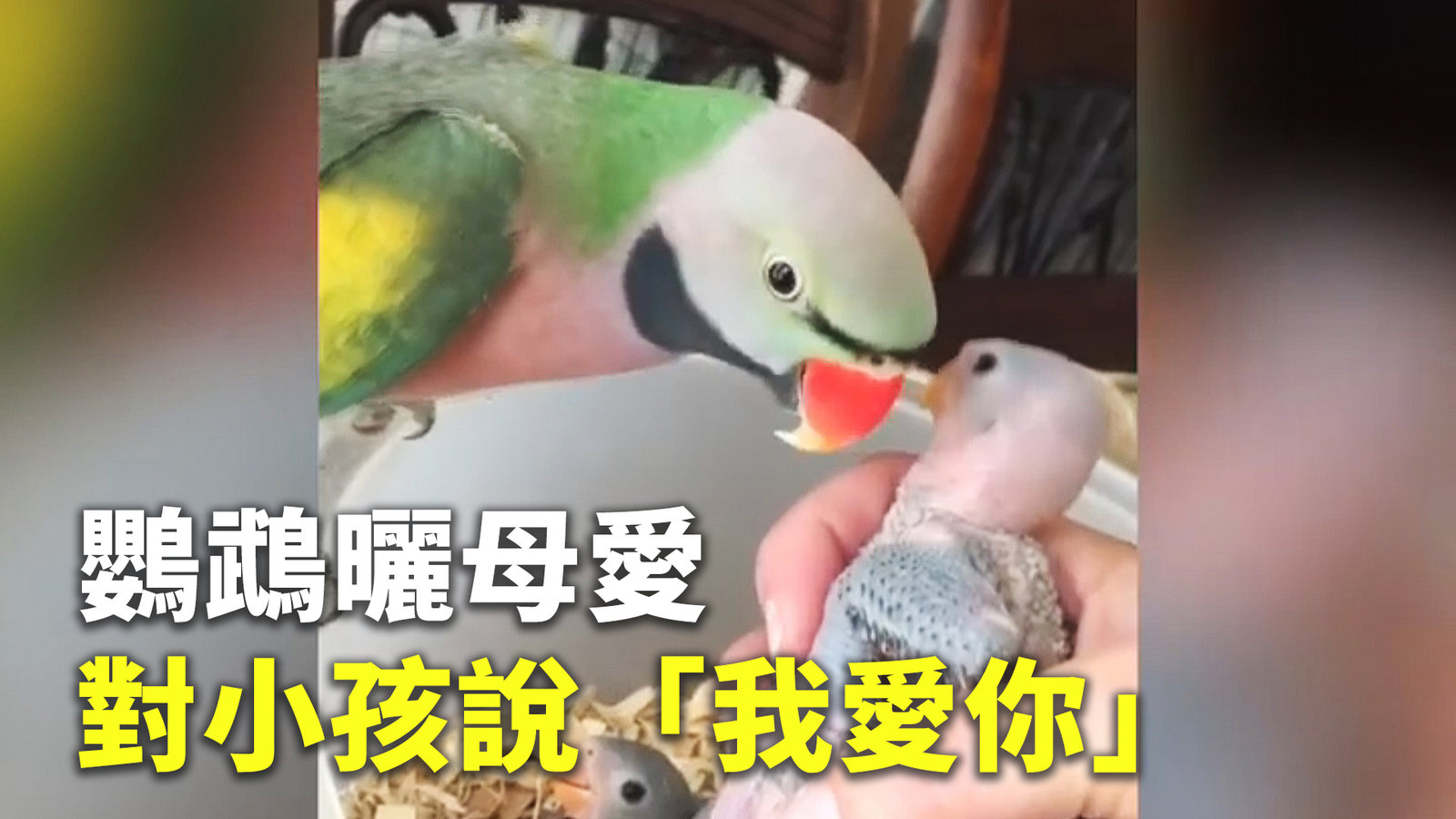 鸚鵡母愛滿滿 會用英文對幼崽說「我愛你」
