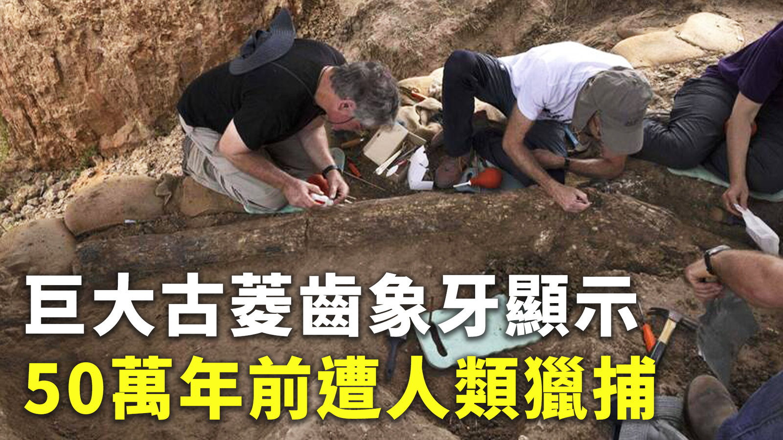 巨大古菱齒象牙顯示 50萬年前遭人類獵捕