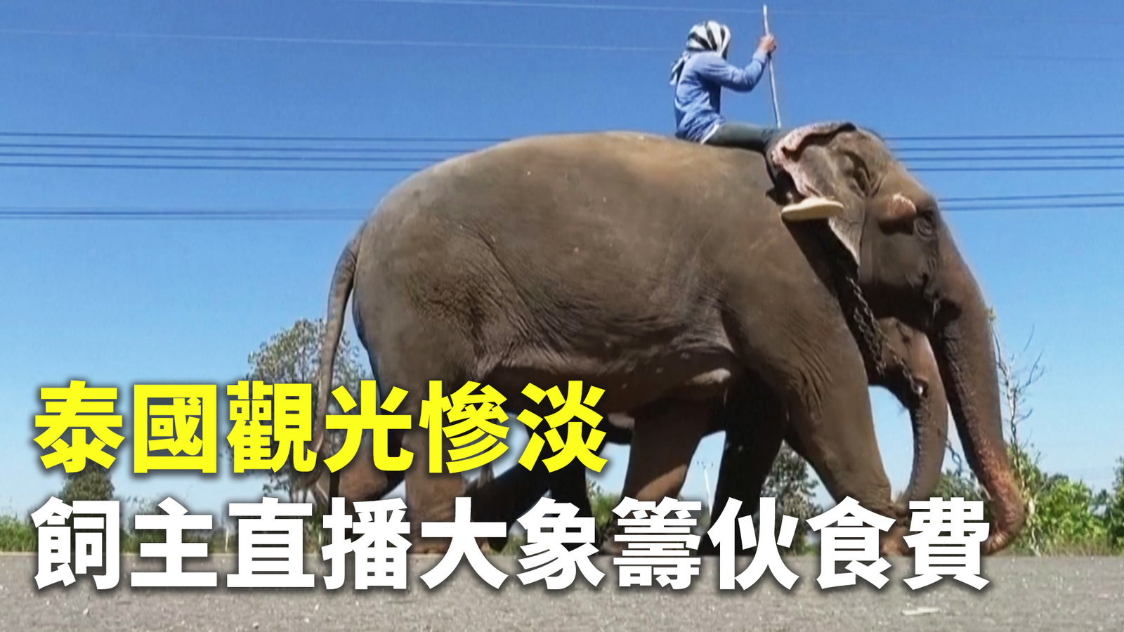 泰國觀光慘淡 飼主直播大象籌伙食費