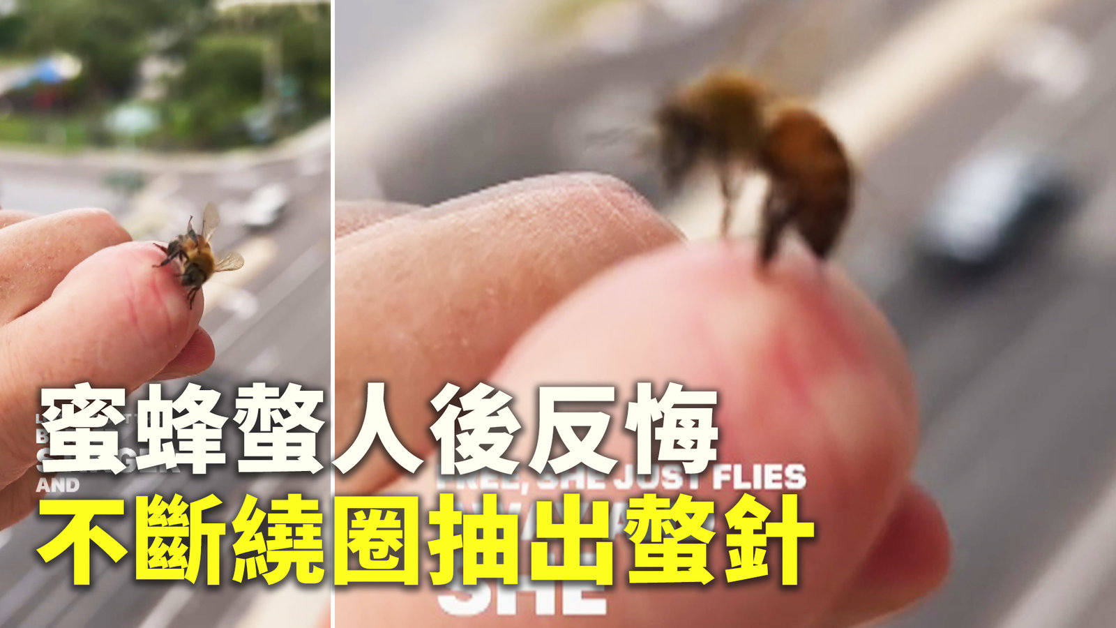 蜜蜂螫人後反悔 不斷繞圈抽出螫針
