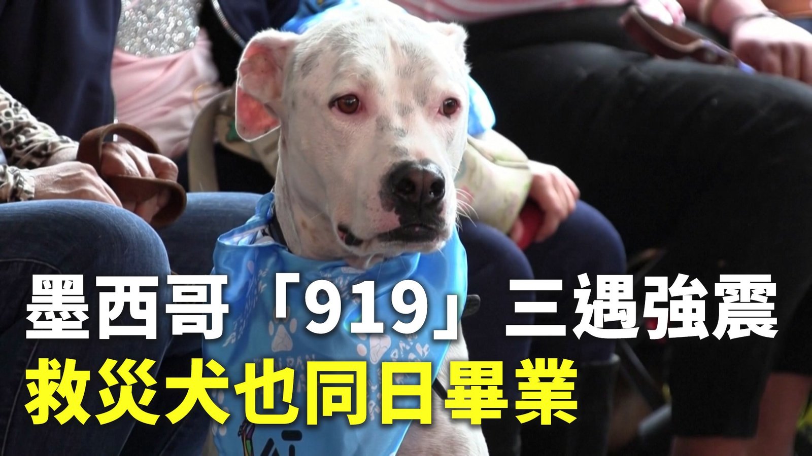 墨西哥「919」三遇強震 救災犬也同日畢業