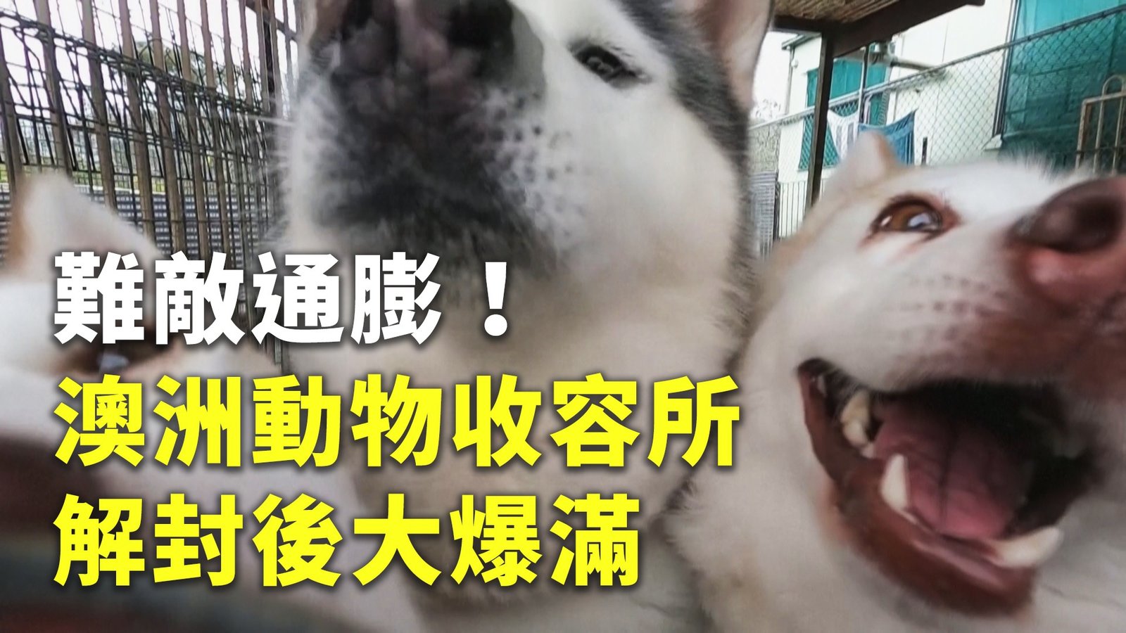 難敵通膨!澳洲動物收容所解封後大爆滿