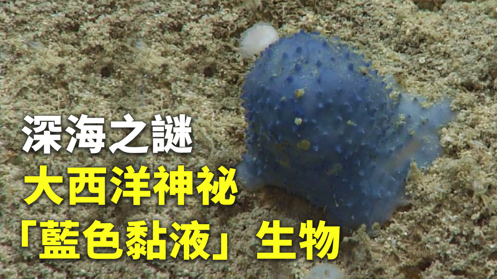 深海之謎 大西洋神祕「藍色黏液」生物