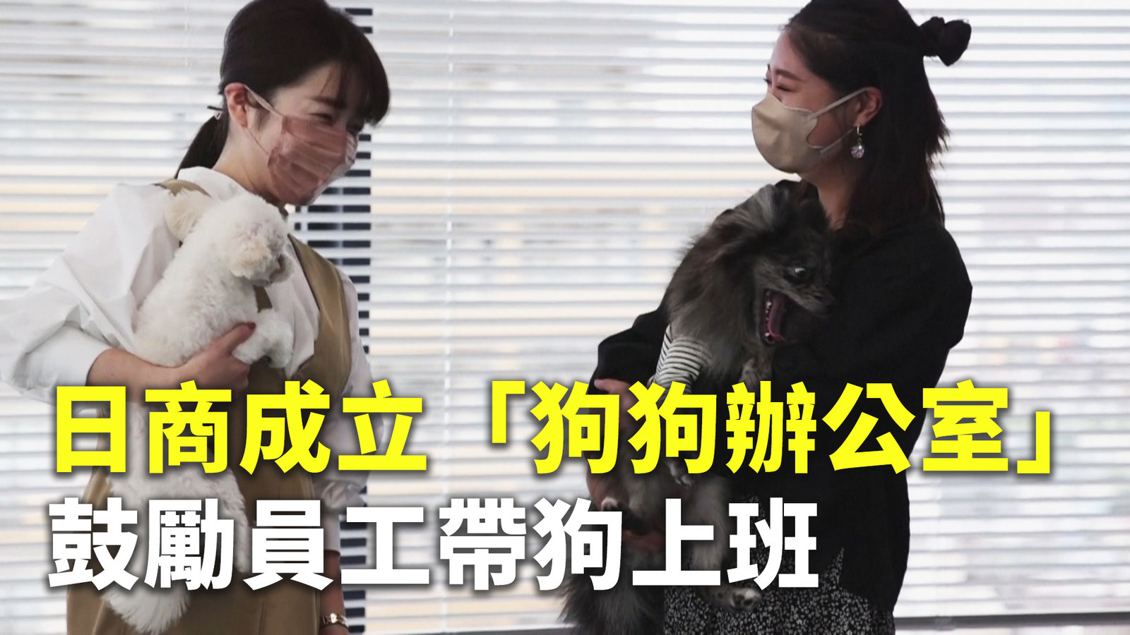 日商成立「狗狗辦公室」 鼓勵員工帶狗上班