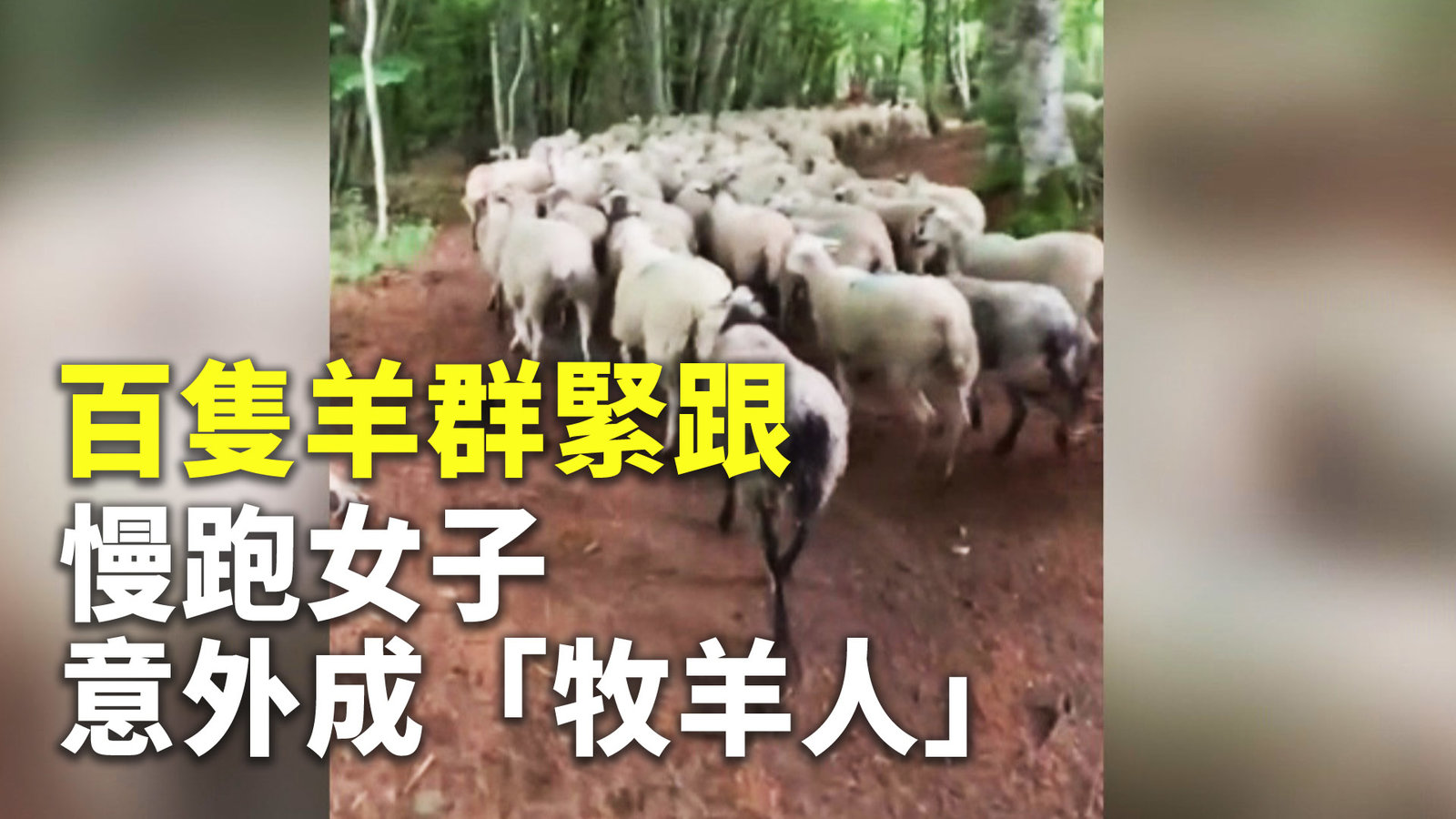 百隻羊群緊跟 慢跑女子意外成「牧羊人」