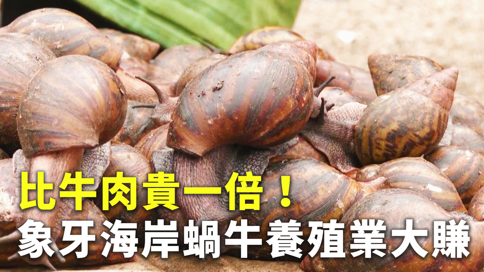 比牛肉貴一倍!象牙海岸蝸牛養殖業大賺