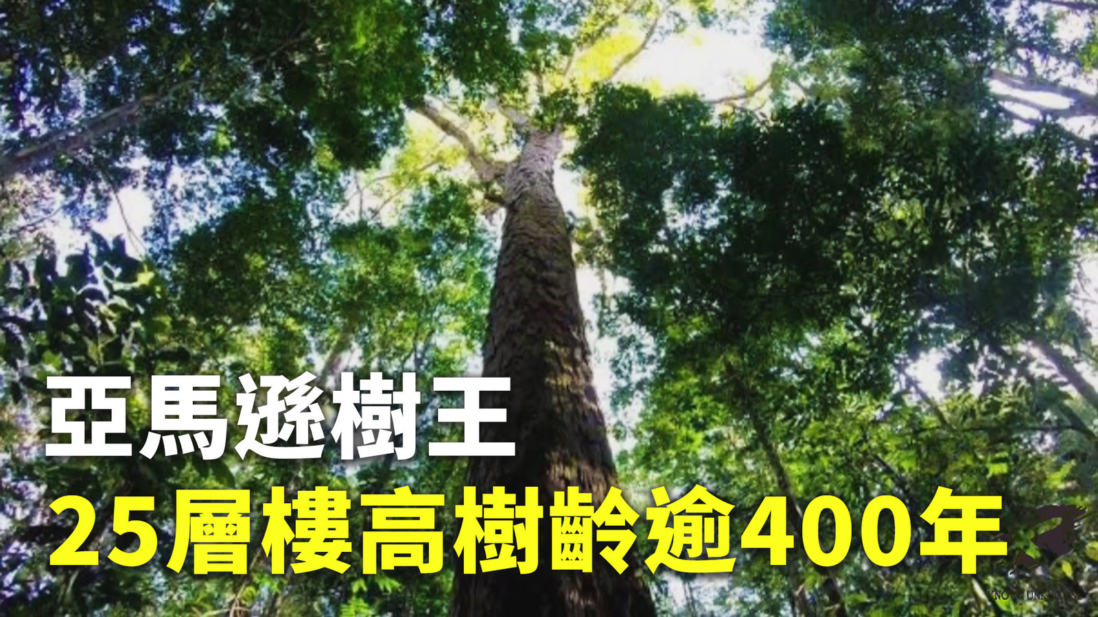 亞馬遜樹王 25層樓高樹齡逾400年