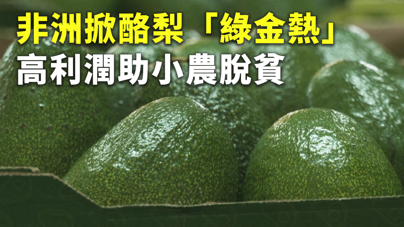 非洲掀酪梨「綠金熱」 高利潤助小農脫貧