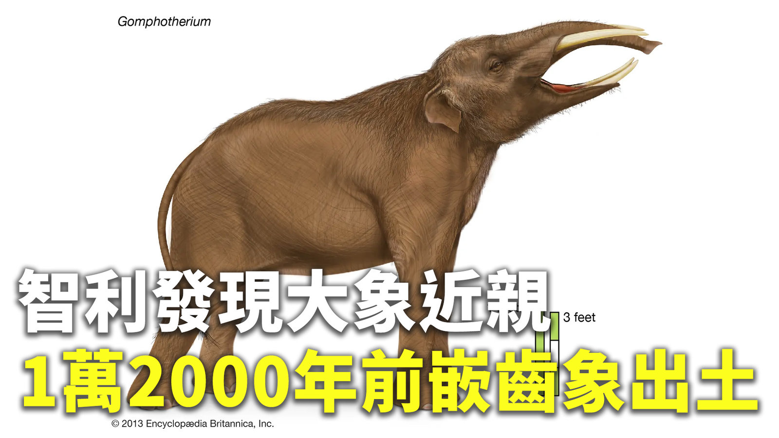 智利發現大象近親 1萬2000年前嵌齒象出土