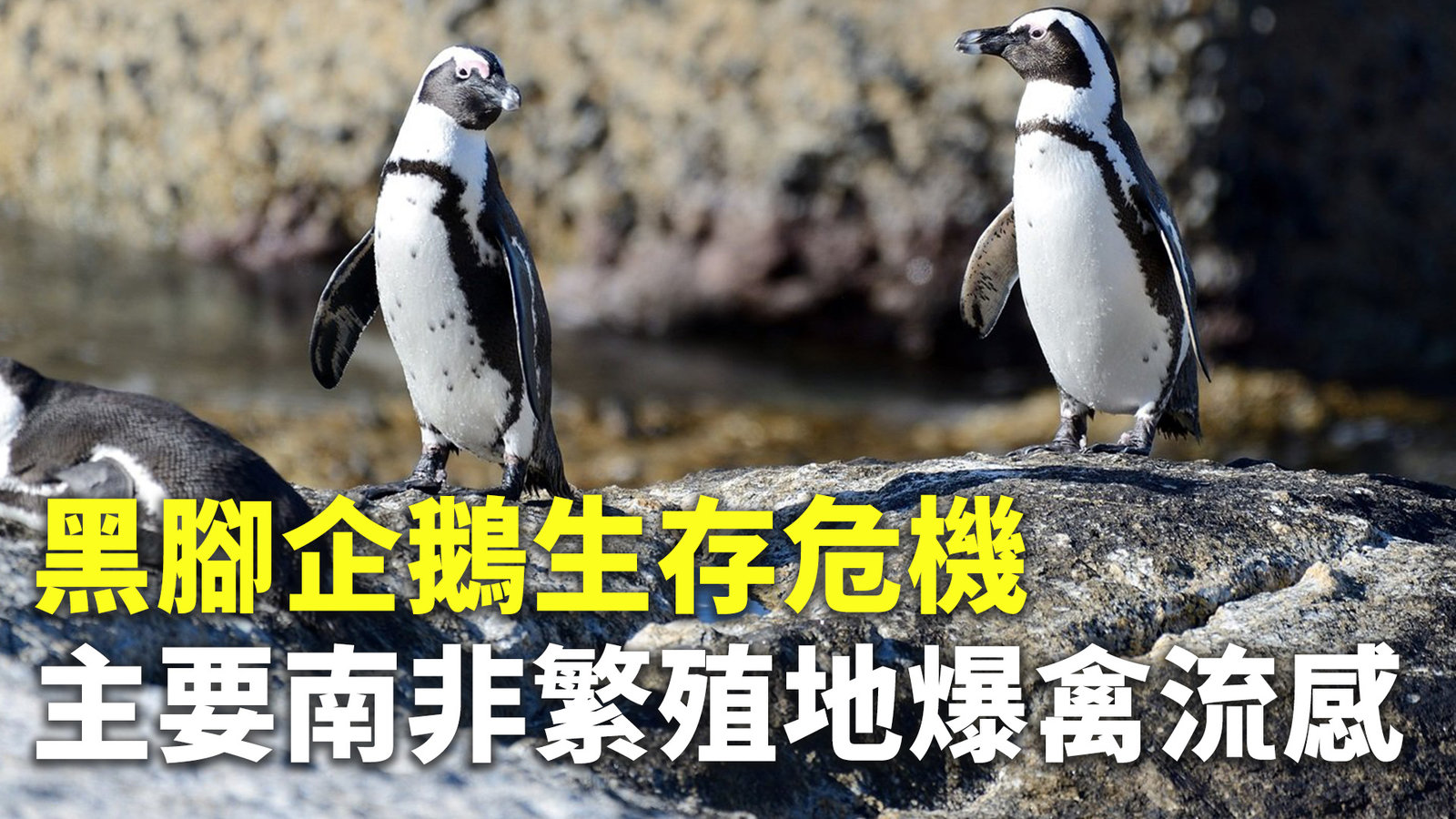 黑腳企鵝生存危機 主要南非繁殖地爆禽流感