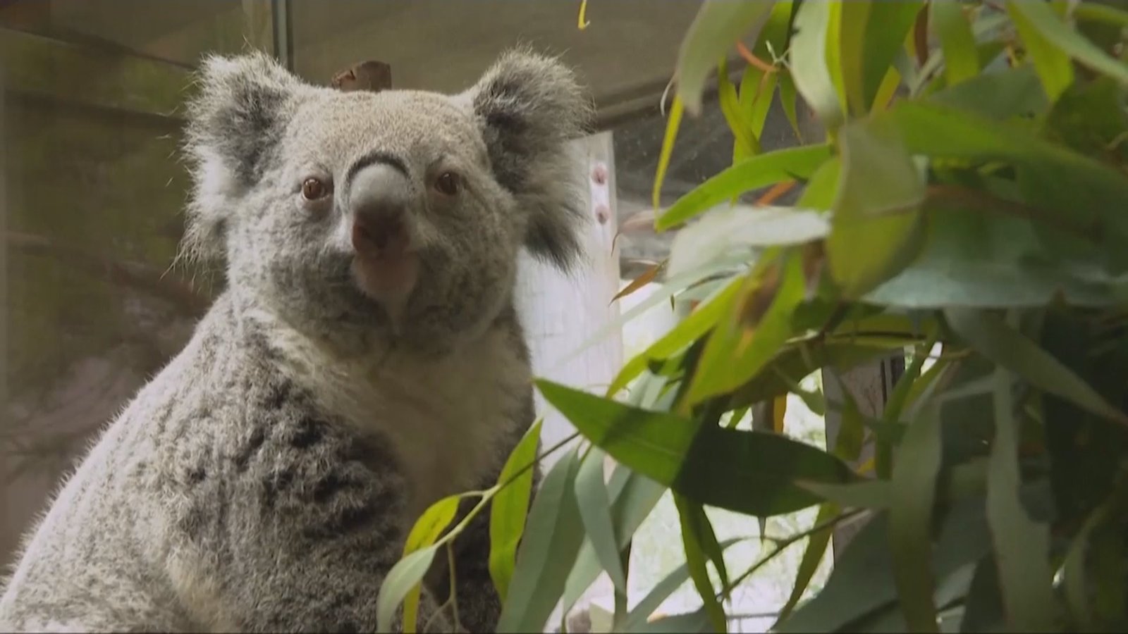 無尾熊太挑食 舊金山飼養員煞費苦心