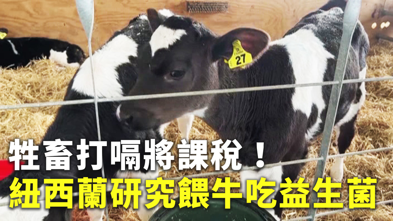 牲畜打嗝將課稅!紐西蘭研究餵牛吃益生菌