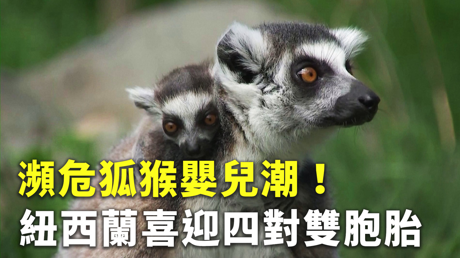 瀕危狐猴嬰兒潮!紐西蘭喜迎四對雙胞胎