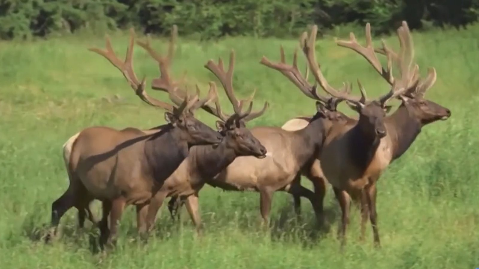 眼界大開 北美羅斯福麋鹿奇特求偶方式
