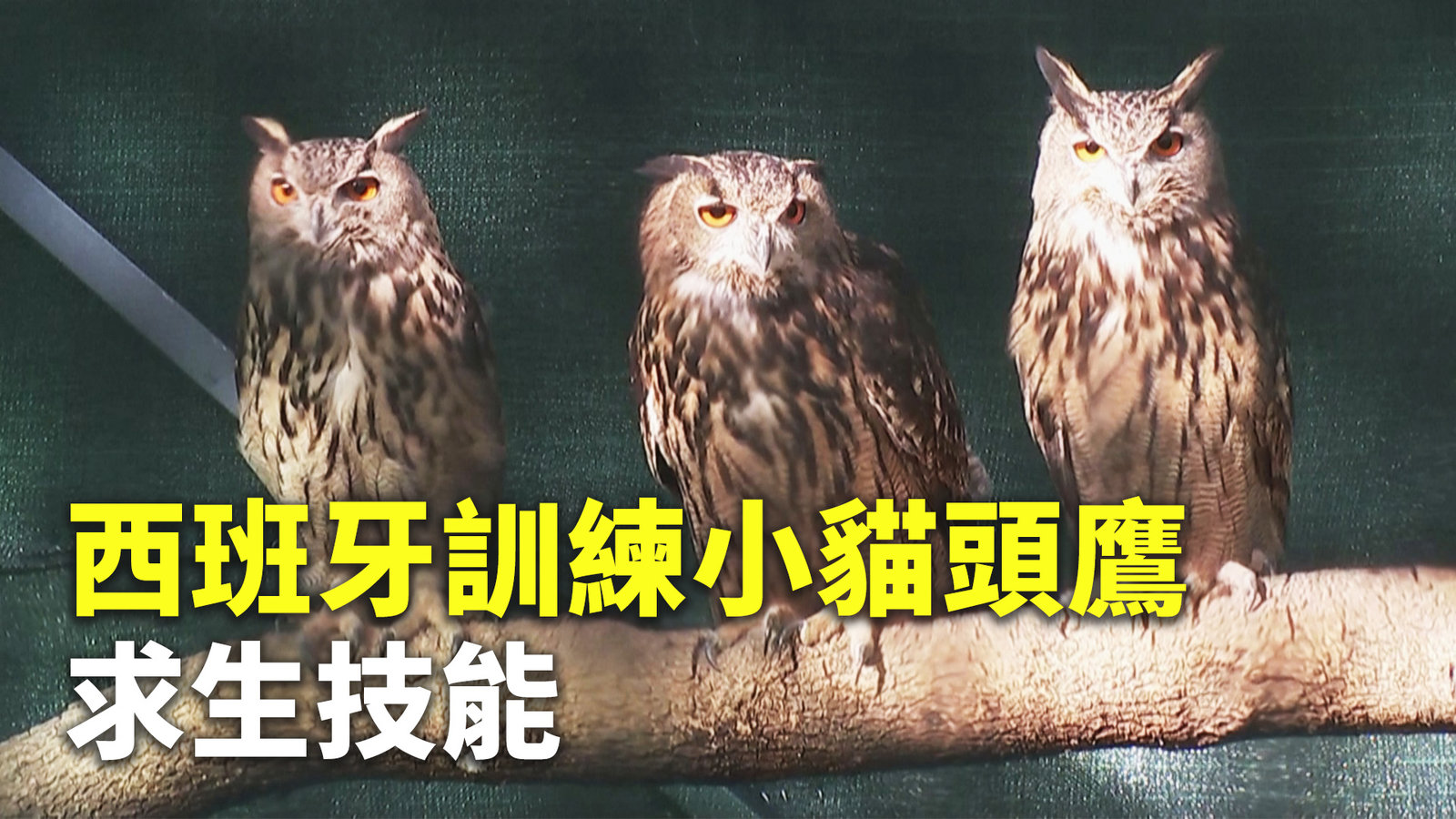 西班牙訓練小貓頭鷹求生技能 澳洲3成國土將列保護區