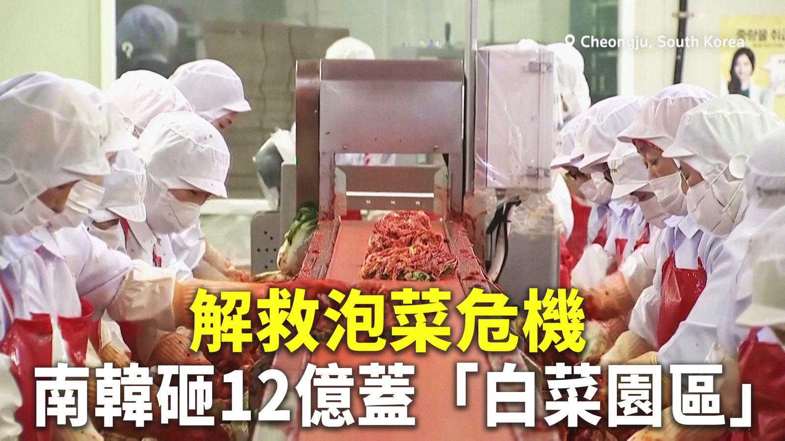 解救泡菜危機 南韓砸12億蓋「白菜園區」