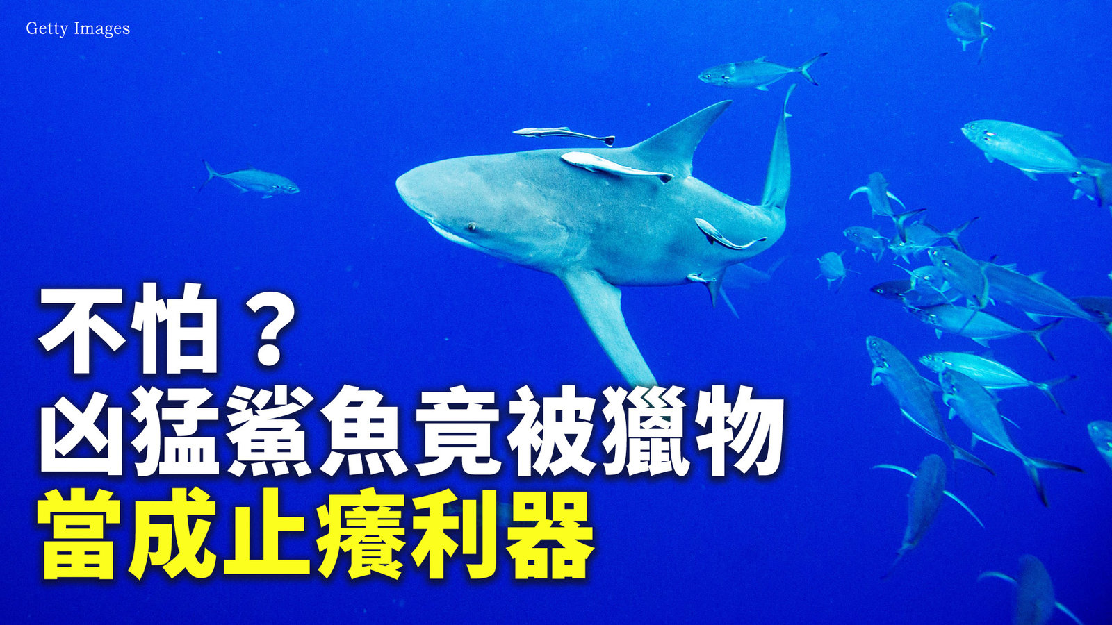 不怕?凶猛鯊魚竟被獵物當成止癢利器