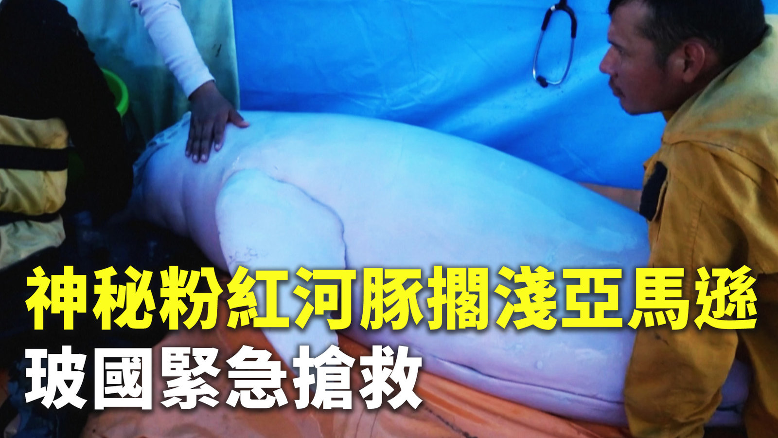 神秘粉紅河豚擱淺亞馬遜 玻國緊急搶救