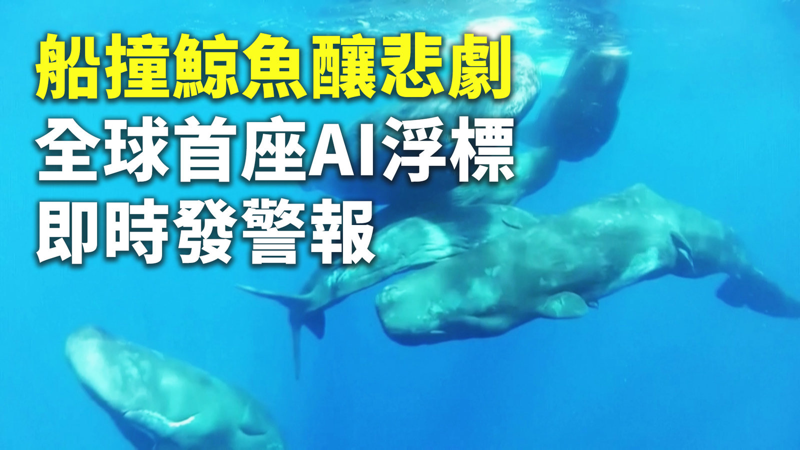 船撞鯨魚釀悲劇 全球首座AI浮標即時發警報