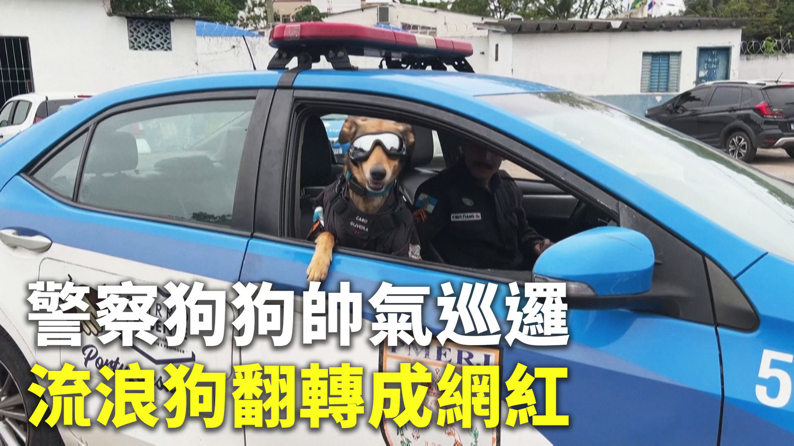 警察狗狗帥氣巡邏 流浪狗翻轉成網紅