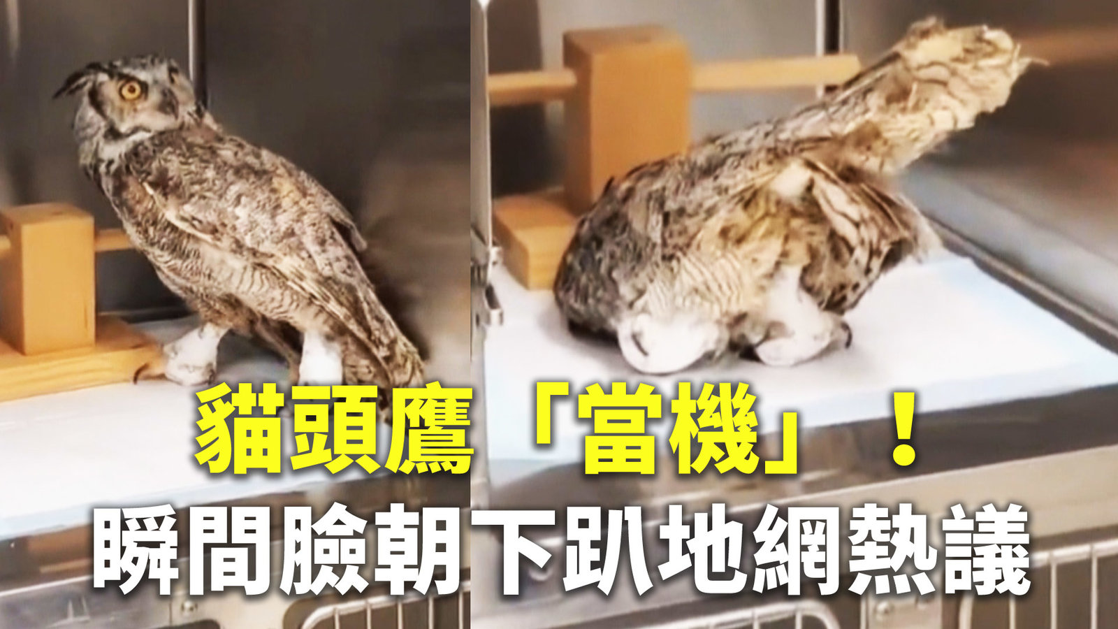 貓頭鷹「當機」! 瞬間臉朝下趴地網熱議
