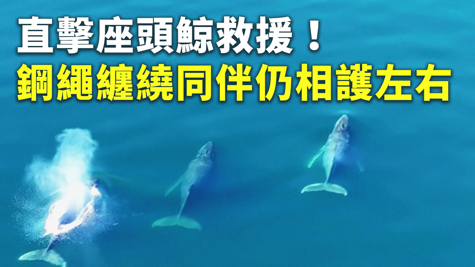 直擊座頭鯨救援!鋼繩纏繞同伴仍相護左右