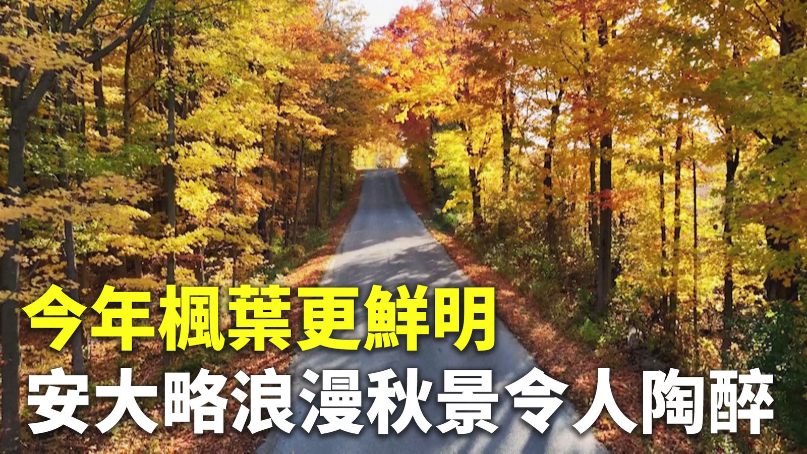 今年楓葉更鮮明 安大略浪漫秋景令人陶醉