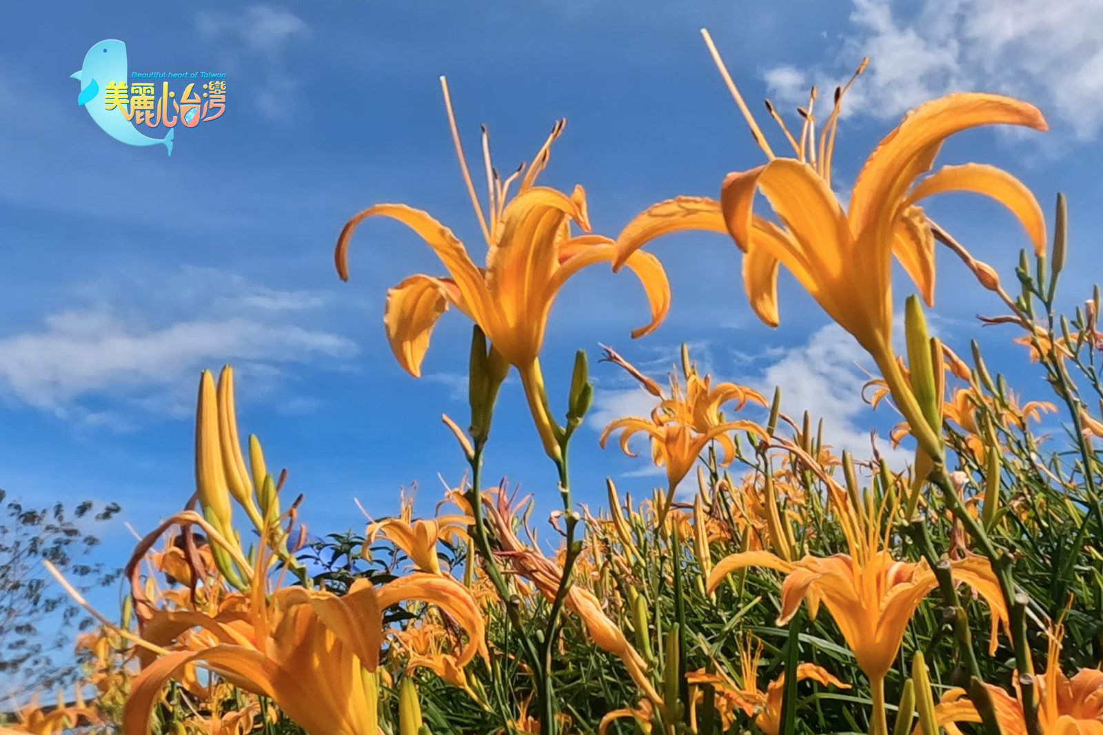 【台東知本+太麻里】追花賞美景 從台東知本到太麻里金針山的轉變|用心的產業|美麗心台灣(391)