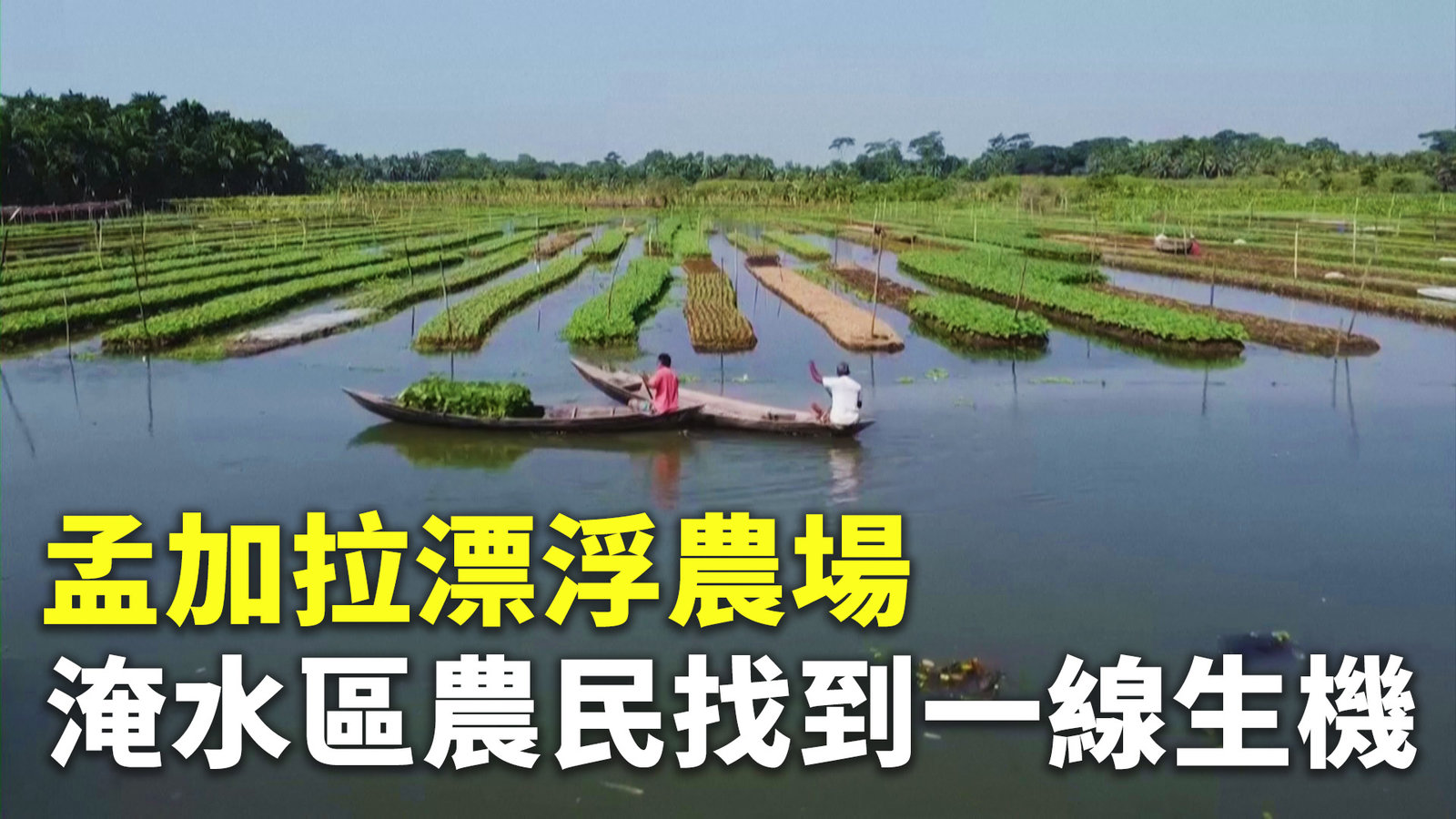 孟加拉漂浮農場 淹水區農民找到一線生機