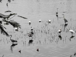 目前陵水湖黑面琵鷺數量十分的可觀。(圖/金門縣野鳥學會提供)