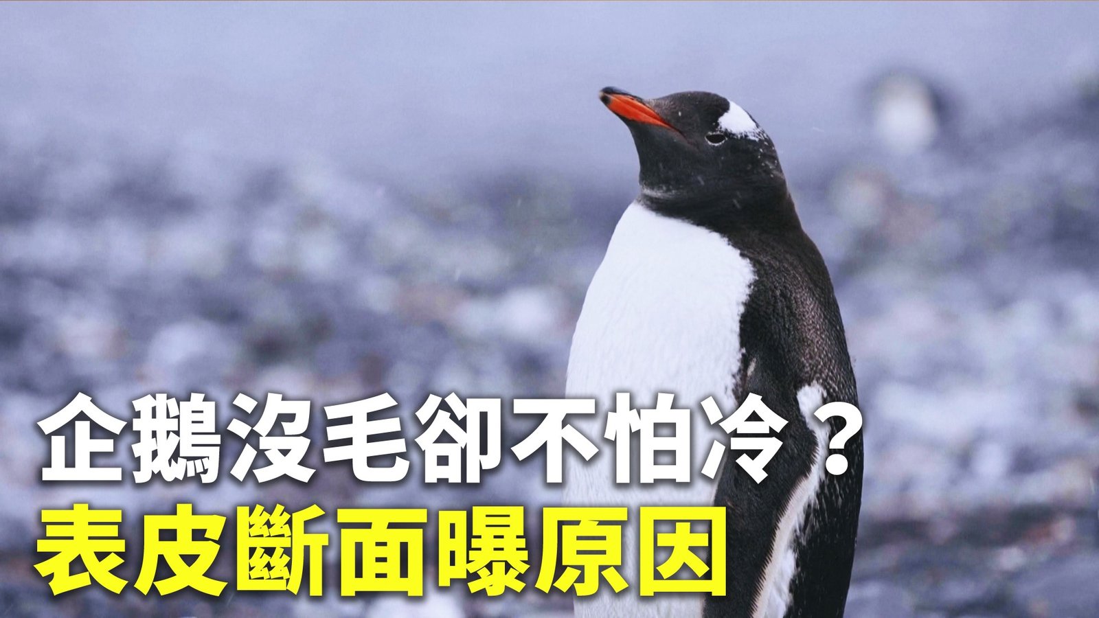企鵝沒毛卻不怕冷?表皮斷面曝原因