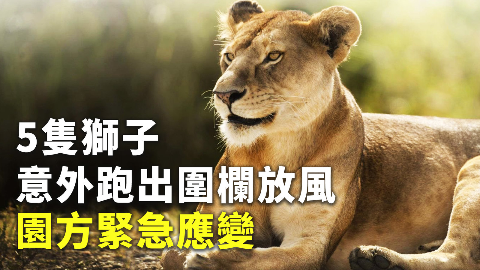 5隻獅子意外跑出圍欄放風 園方緊急應變