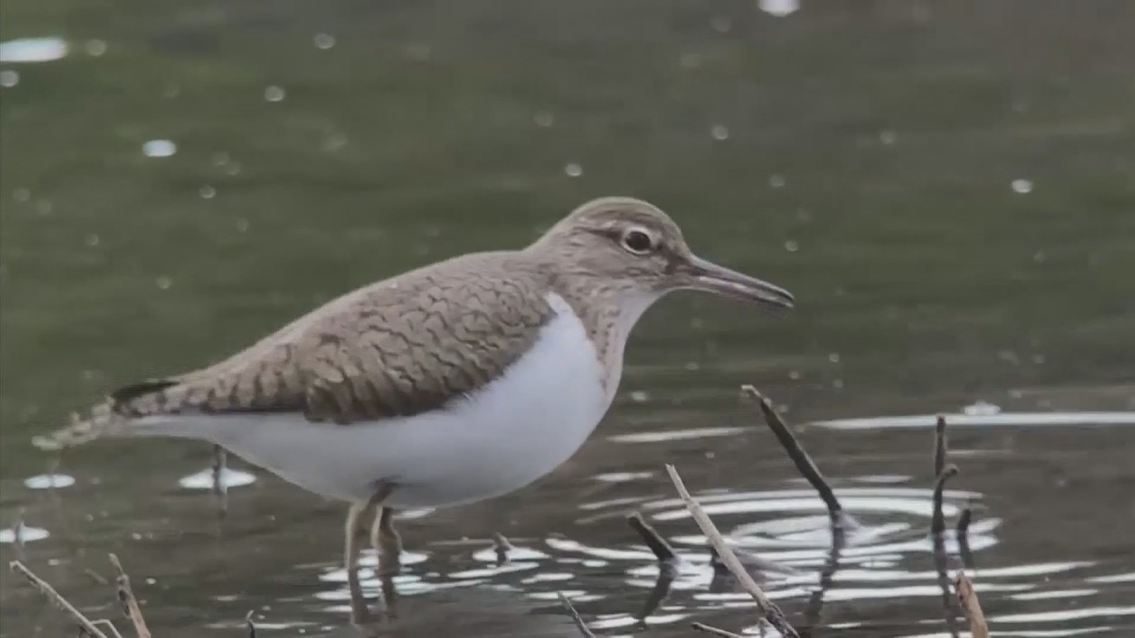 科學新發現 傾聽鳥叫有益心理健康防抑鬱