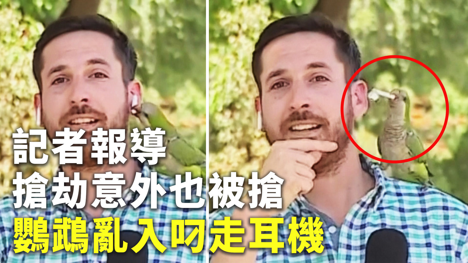 記者報導搶劫意外也被搶 鸚鵡亂入叼走耳機