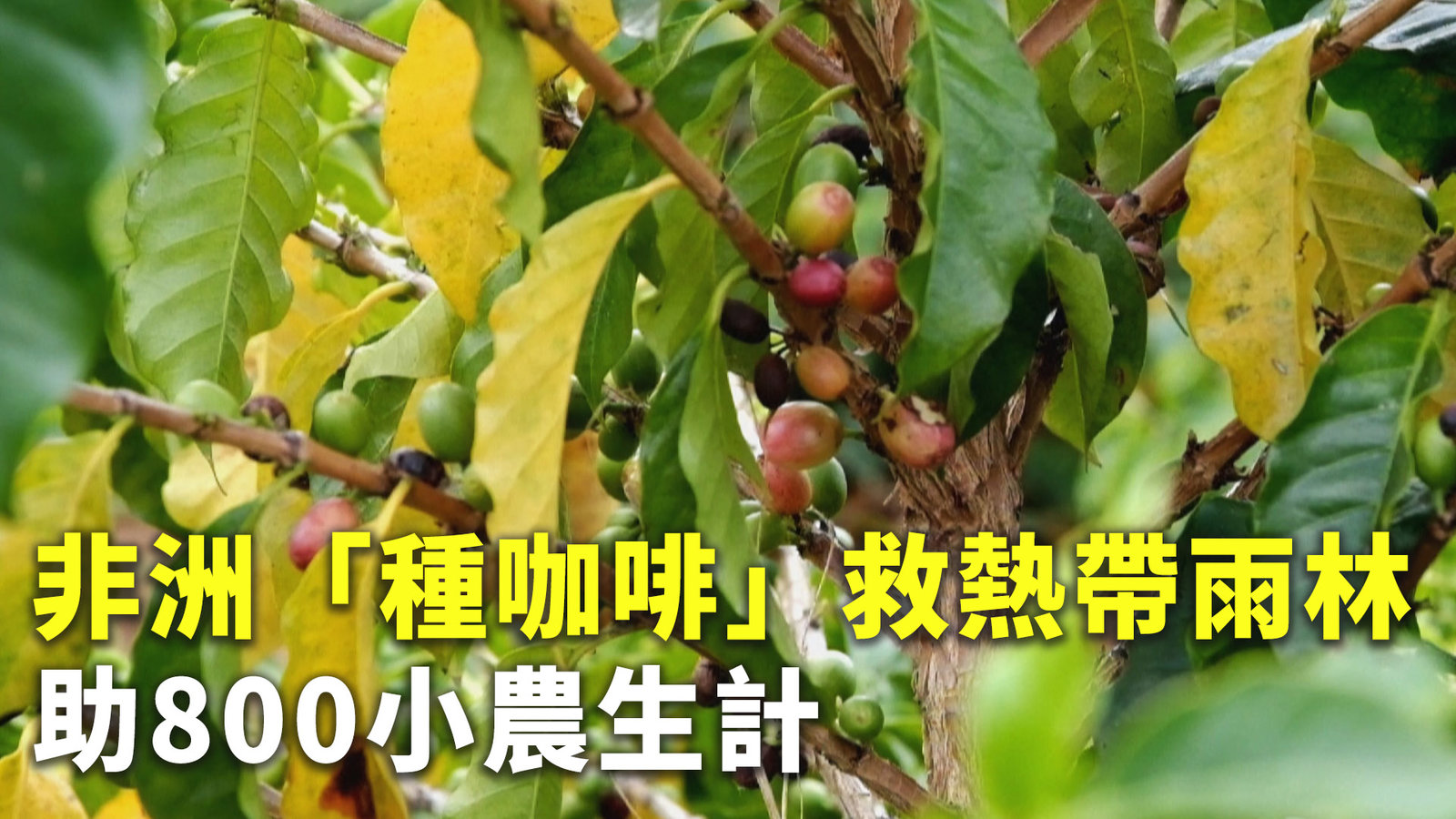 非洲「種咖啡」救熱帶雨林 助800小農生計