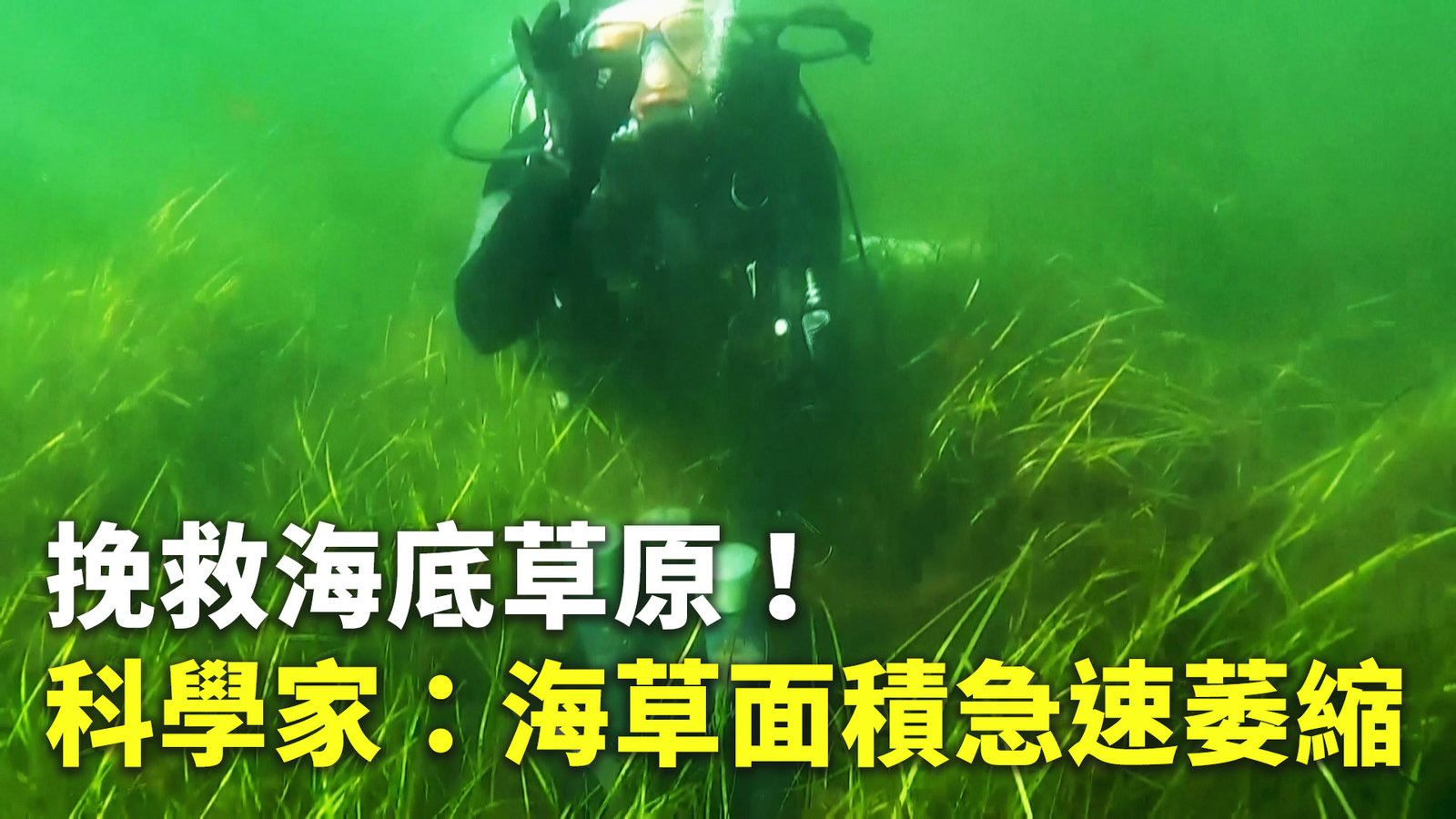 挽救海底草原!科學家:海草面積急速萎縮