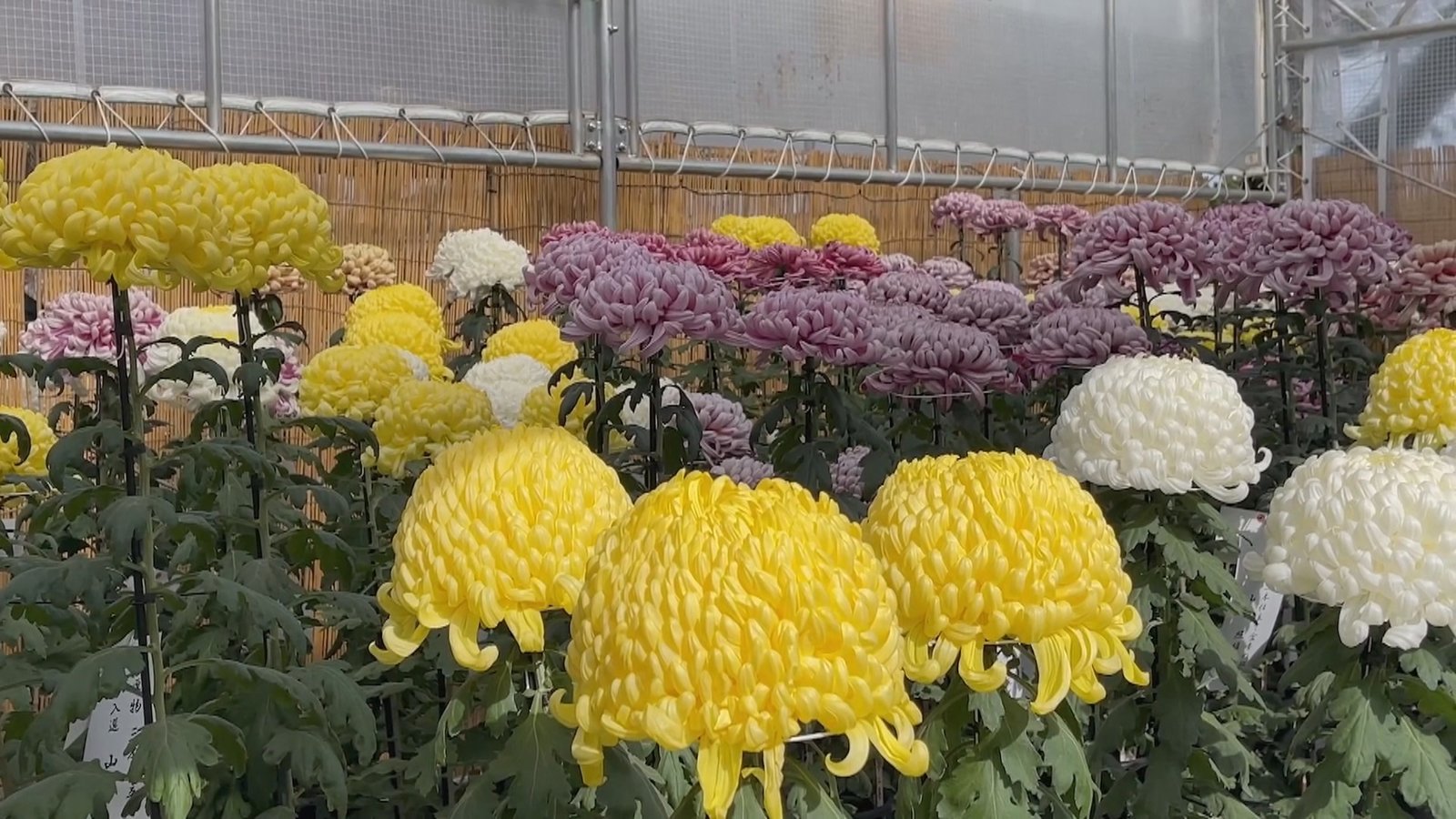 日本小田原城 秋日賞菊趣味多