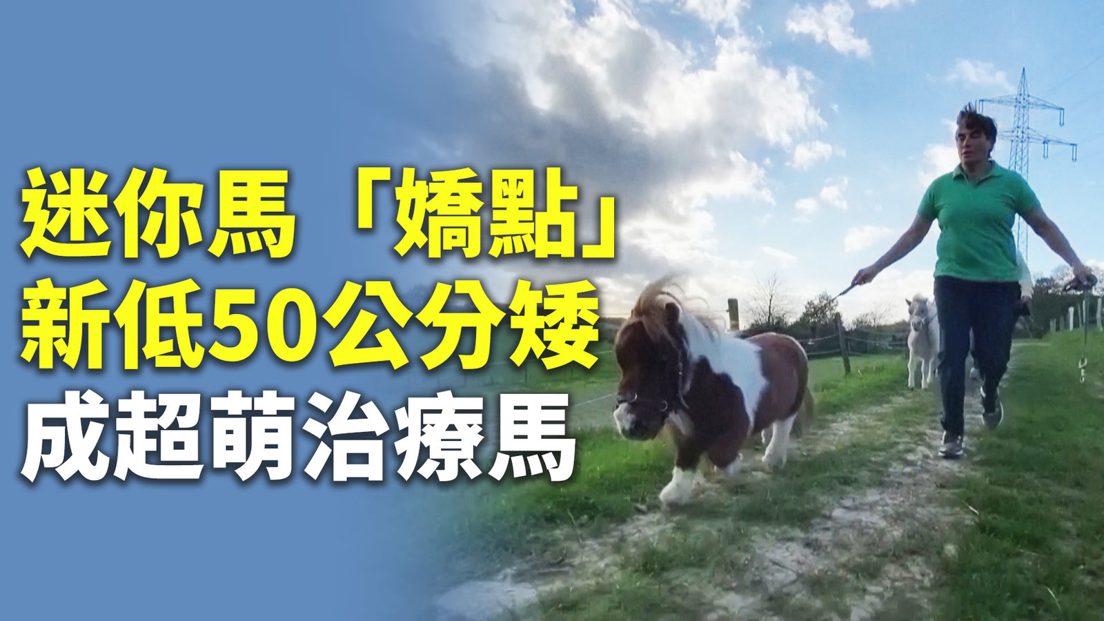 迷你馬「嬌點」新低50公分矮成超萌治療馬