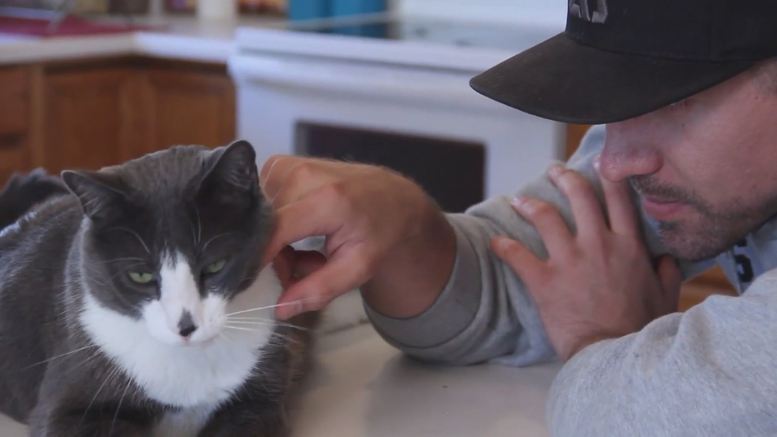 偏愛貓咪還是狗狗?研究:與人格特質有關