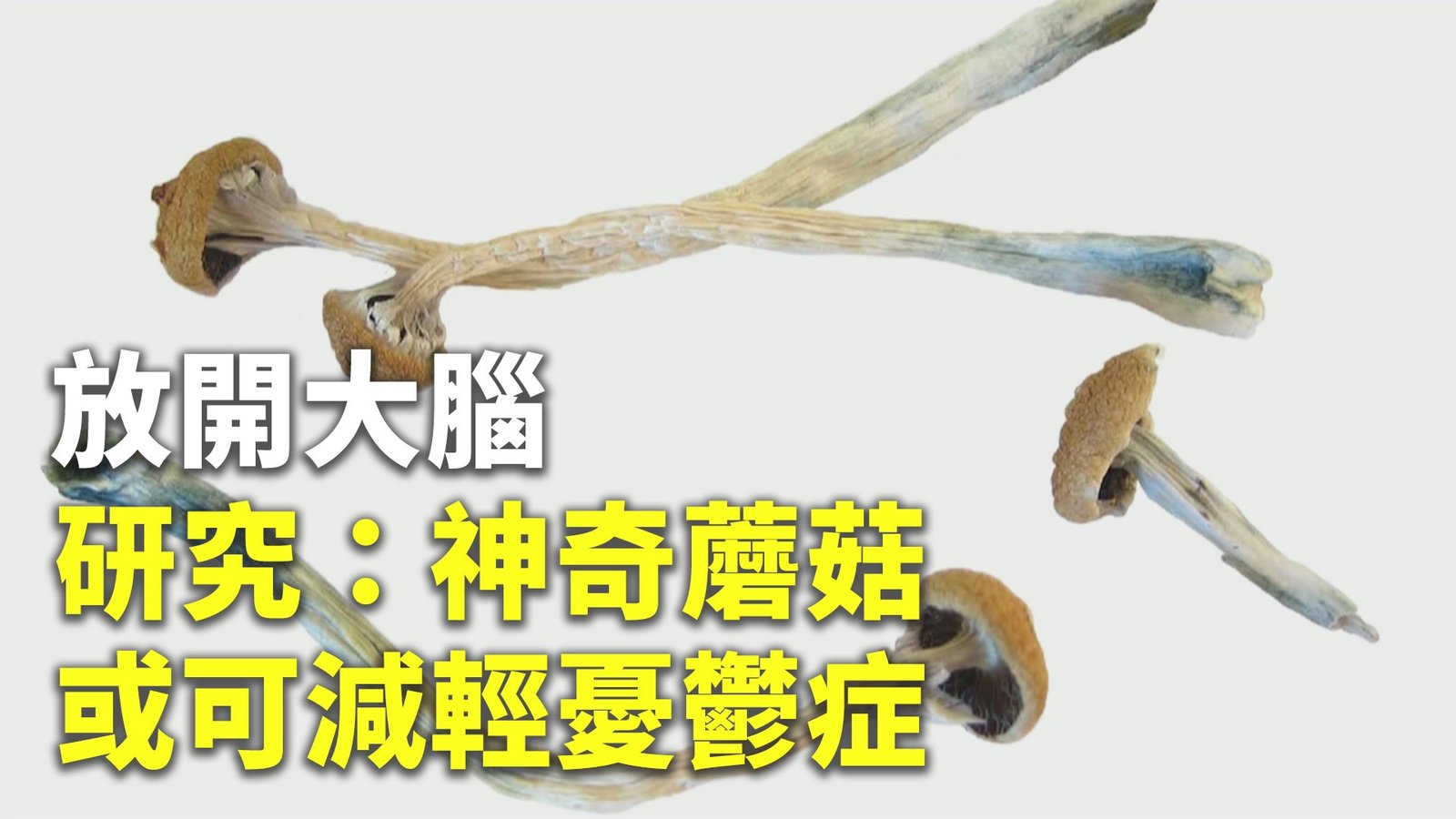 放開大腦 研究:神奇蘑菇或可減輕憂鬱症
