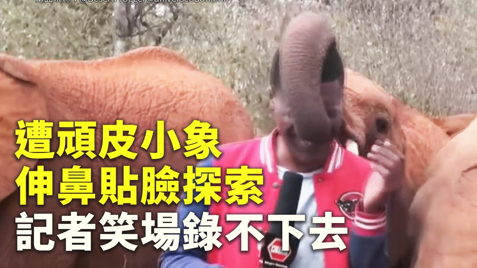 遭頑皮小象伸鼻貼臉探索 記者笑場錄不下去
